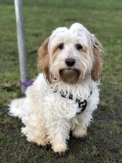 Oscar - 2 year old male Cockapoo available for adoption