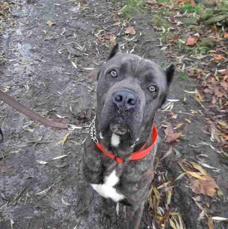 Al 3 year old male Cane Corso available for adoption