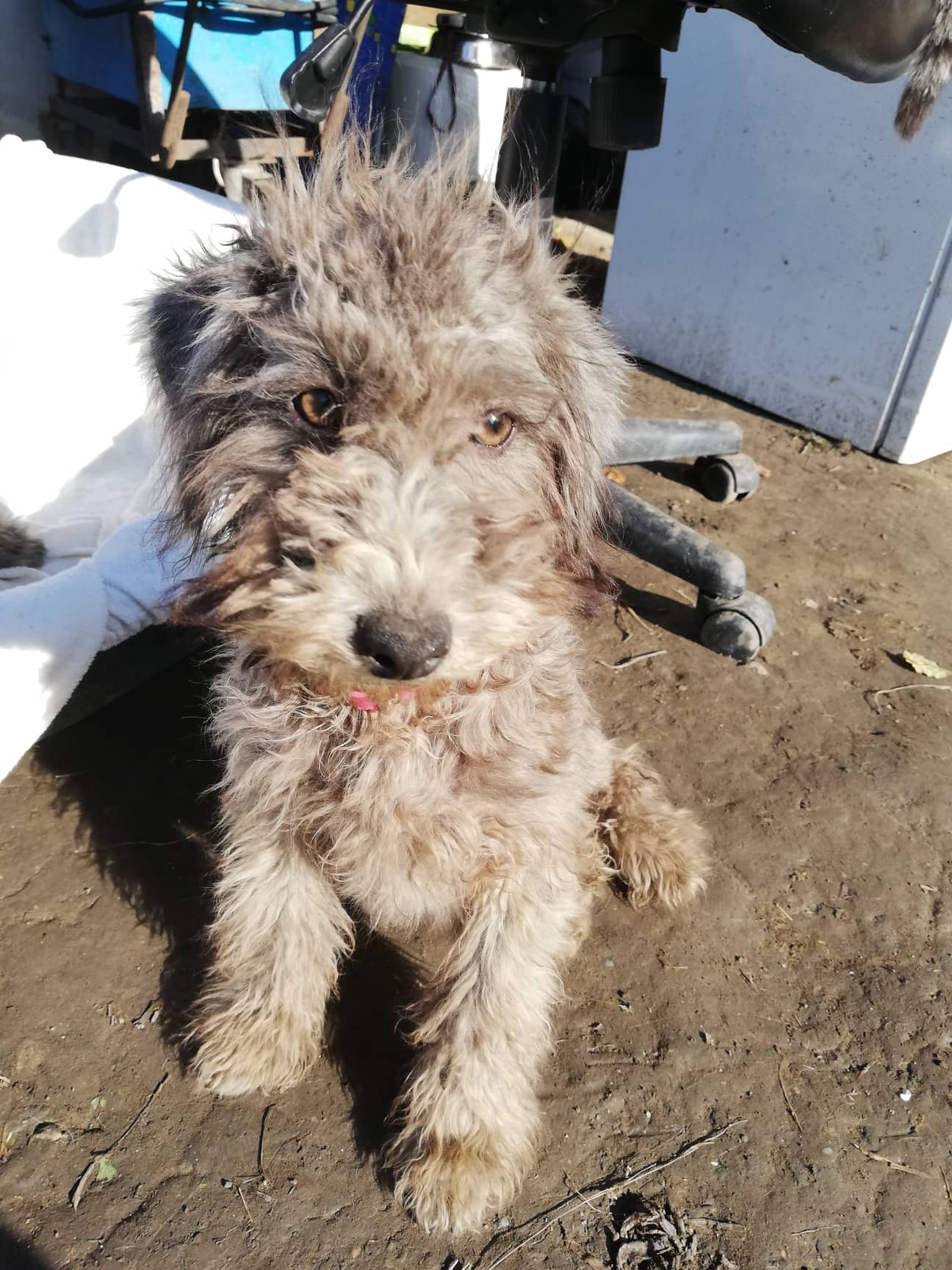 Zara 6 month old female Hungarian Puli Cross available