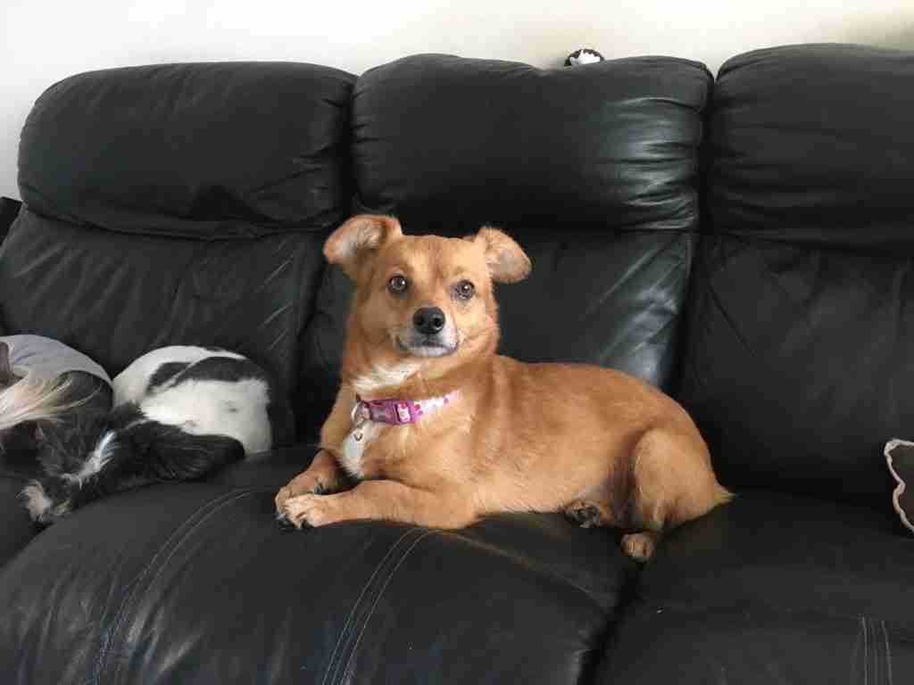 Annie - 7 year old female Cross-Breed available for adoption