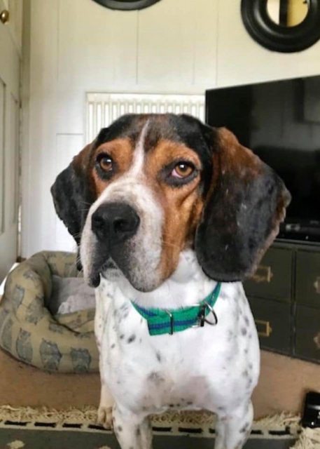 Boss - 3-5 year old male Beagle Cross available for adoption