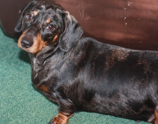 Gertie 17 month old female Miniature Dachshund available