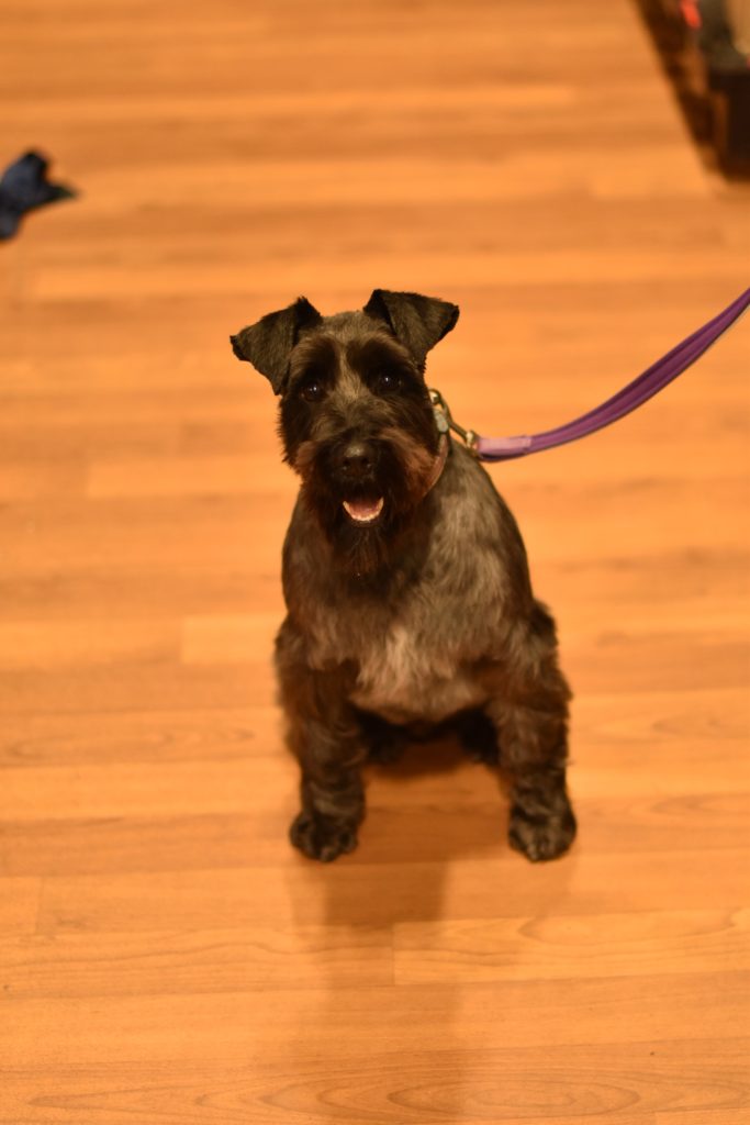 Dave - 3 year old male Miniature Schnauzer available for adoption