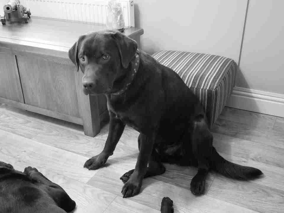 chocolate labrador rescue yorkshire