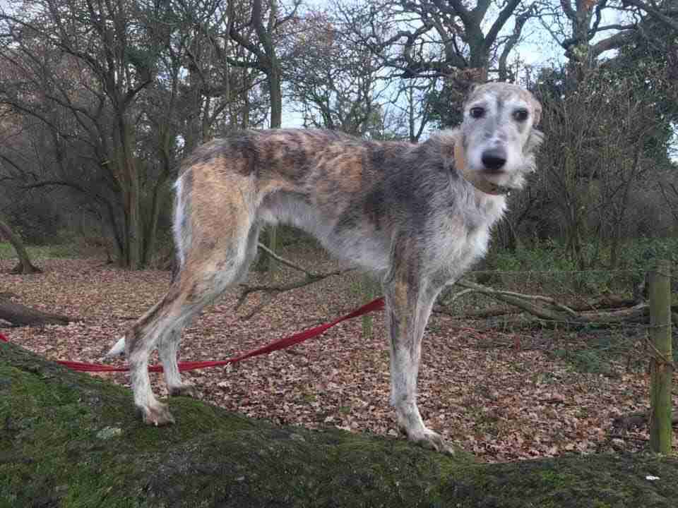 Amos 6 year old male Lurcher available for adoption