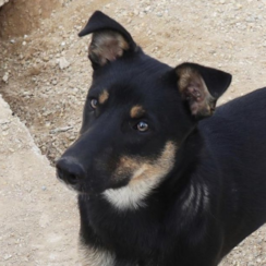 German Shepherd Cross Dogs For Adoption Dogsblog Com