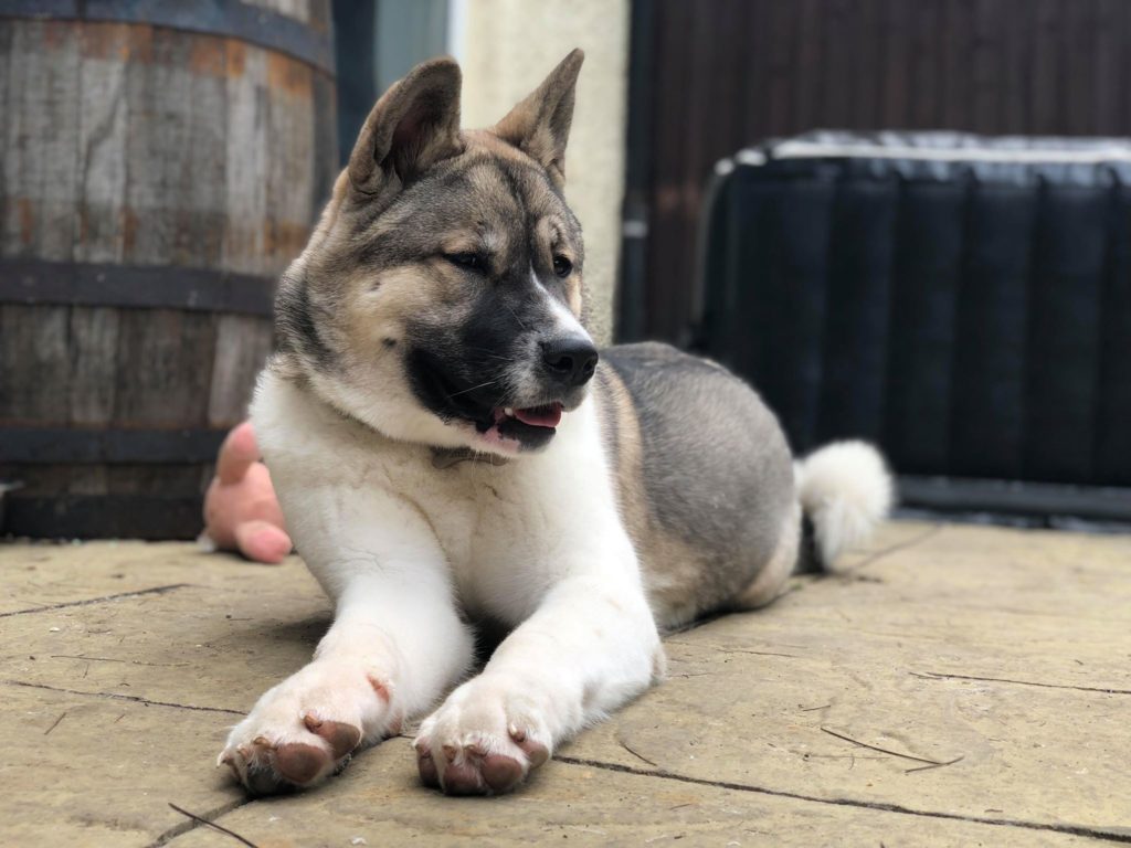 Amber - 1 year old female Akita available for adoption