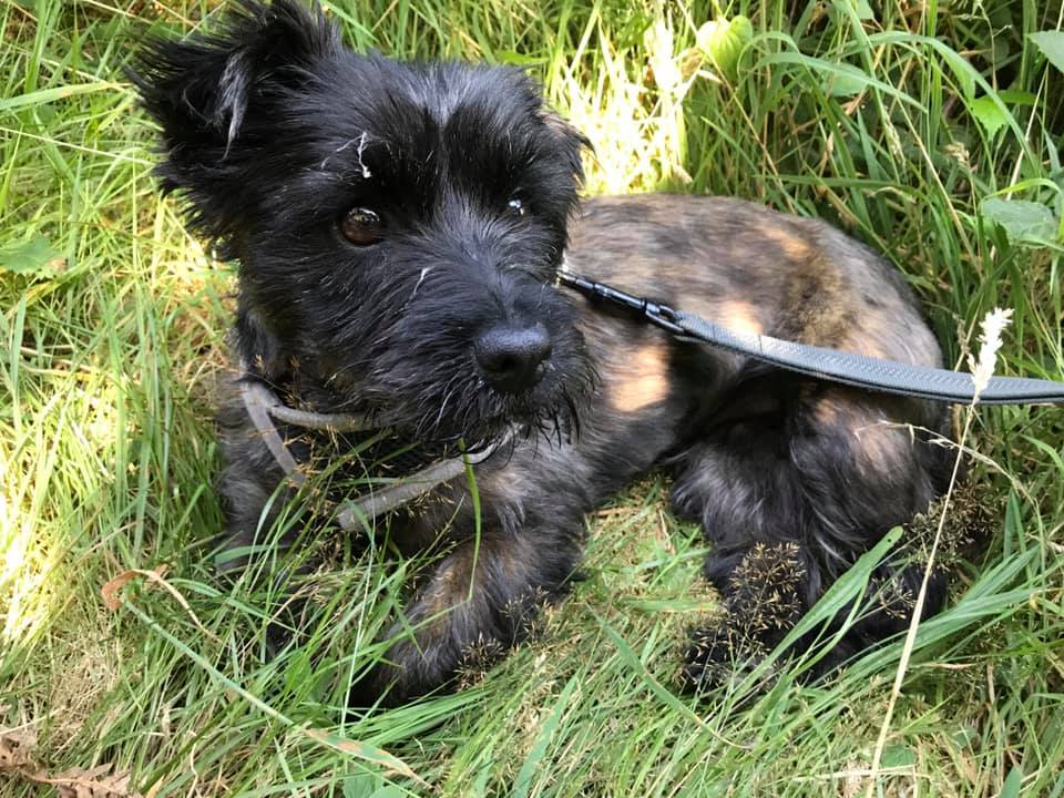 Belle - 3 Year Old Female Cairn Terrier Available For Adoption