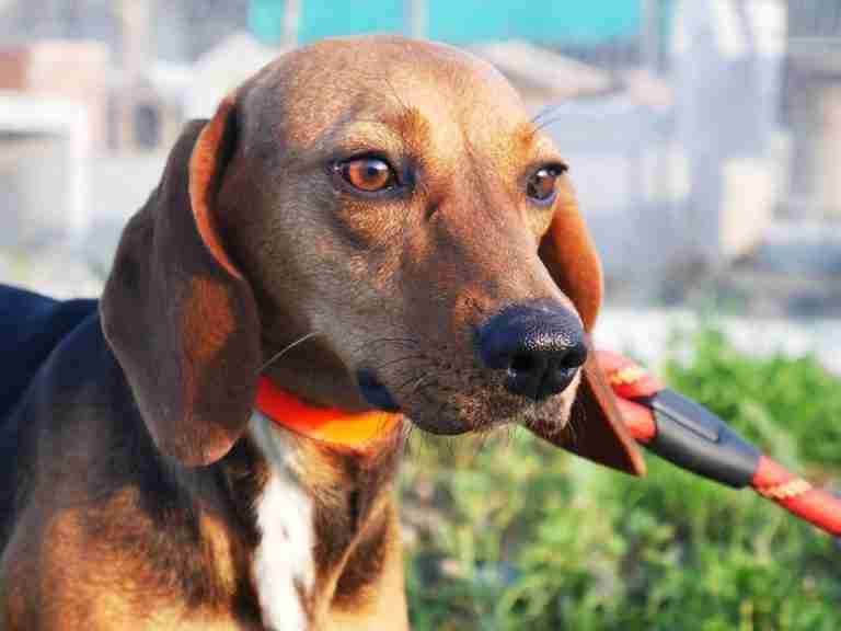 DOG Rescue Cyprus Dogs for Adoption Page 5 of 45