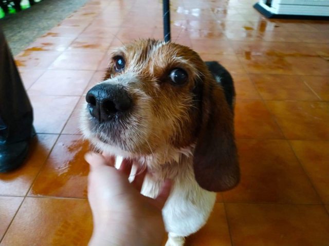 Felix 9 year old male Beagle cross Basset Hound