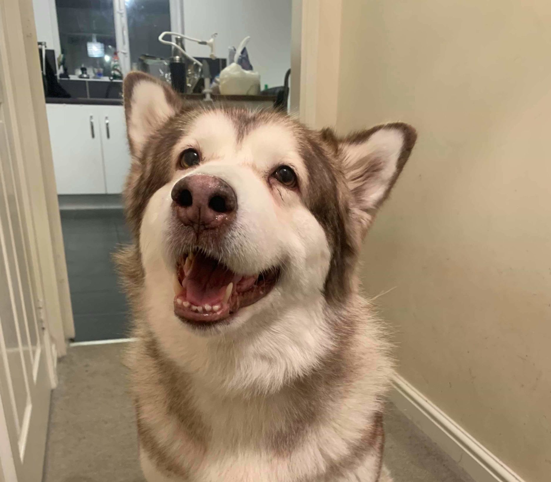 Anouska - 8 year old female Alaskan Malamute available for ...