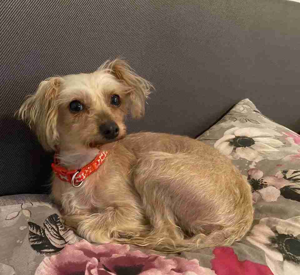 bichon frise chinese crested cross