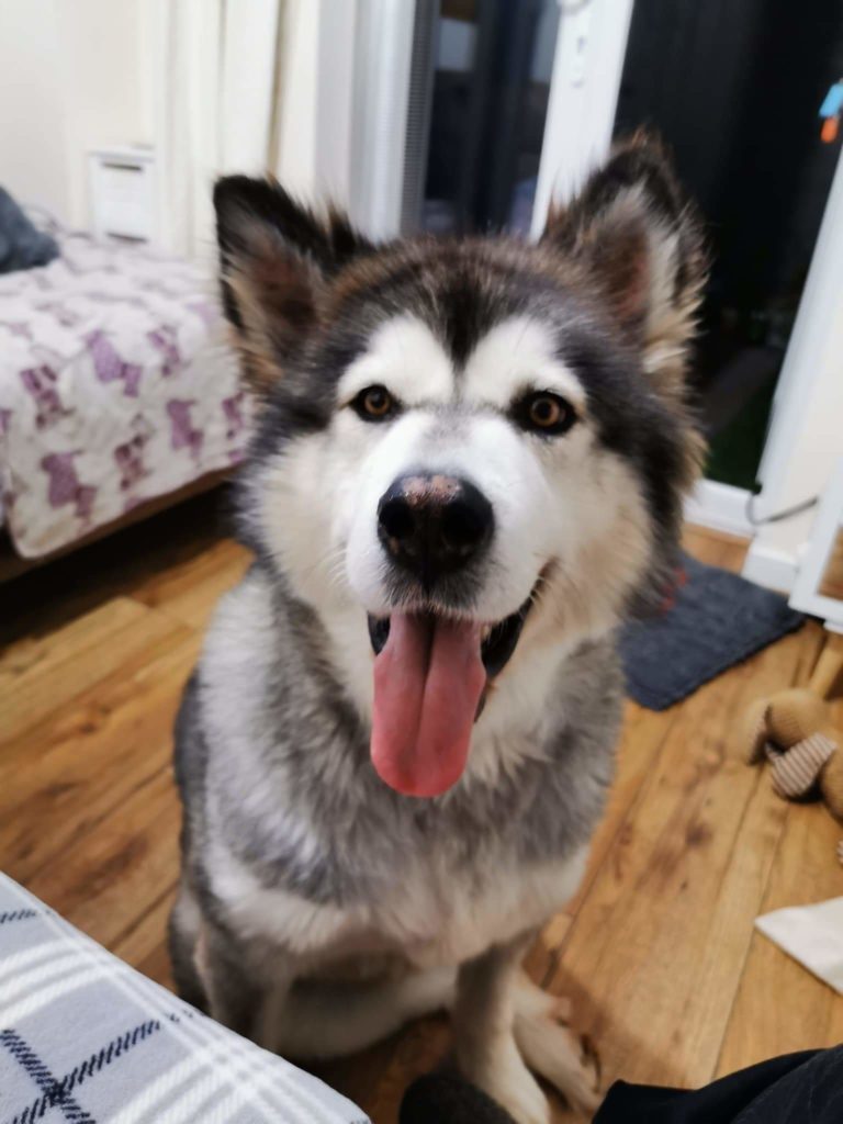 Sarah - 2 year old female Alaskan Malamute available for ...