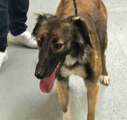 Josh 10 Month Old Male Saluki Cross Whippet Available For Adoption