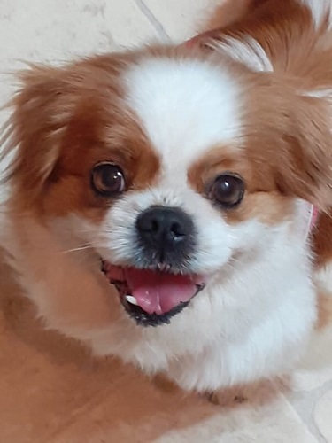 Penny 4 Year Old Female Cavalier King Charles Spaniel Cross Shih Tzu