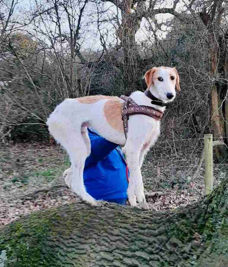 All Animals Rescue and Rehome Essex Dogs for Adoption Page 10 of 68 All Animals Rescue and Rehome Essex Dogs for Adoption Page 10 of 68