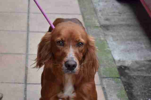 irish red setters for rehoming
