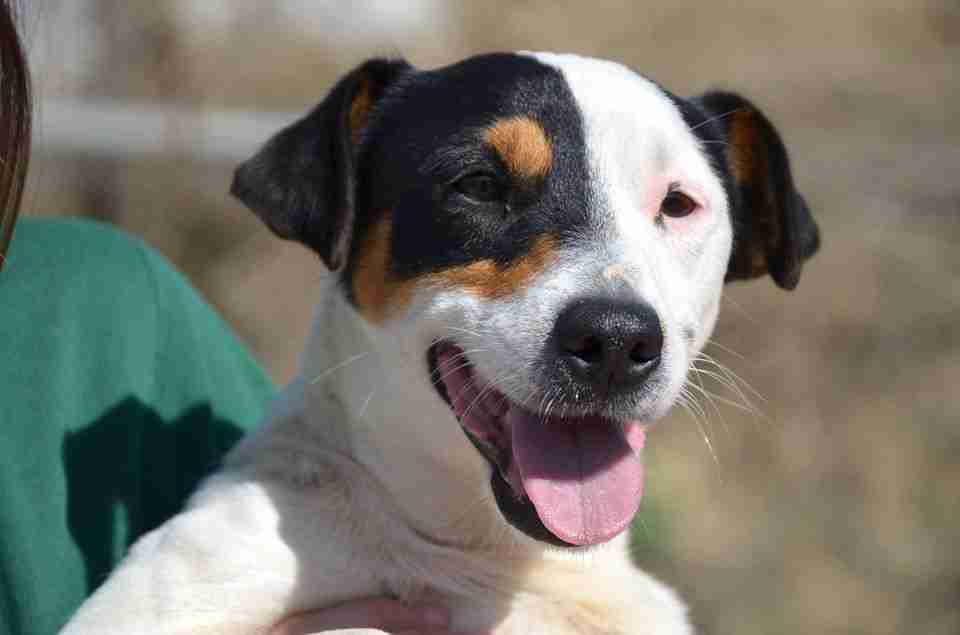 Eddy 21 month old male Ratonero Bodeguero Andaluz (Spanish Jack Russell) available for adoption