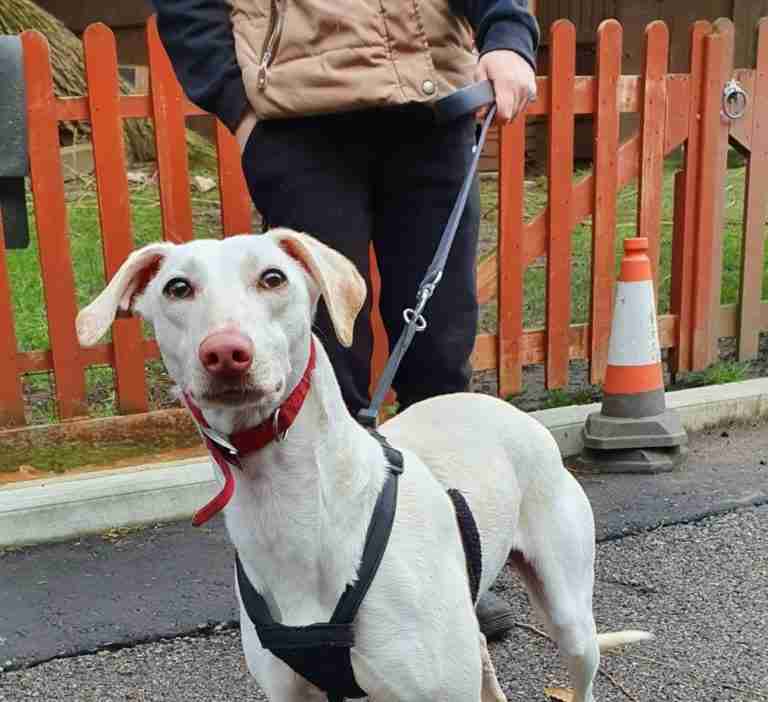 Whippet Cross Dogs For Adoption