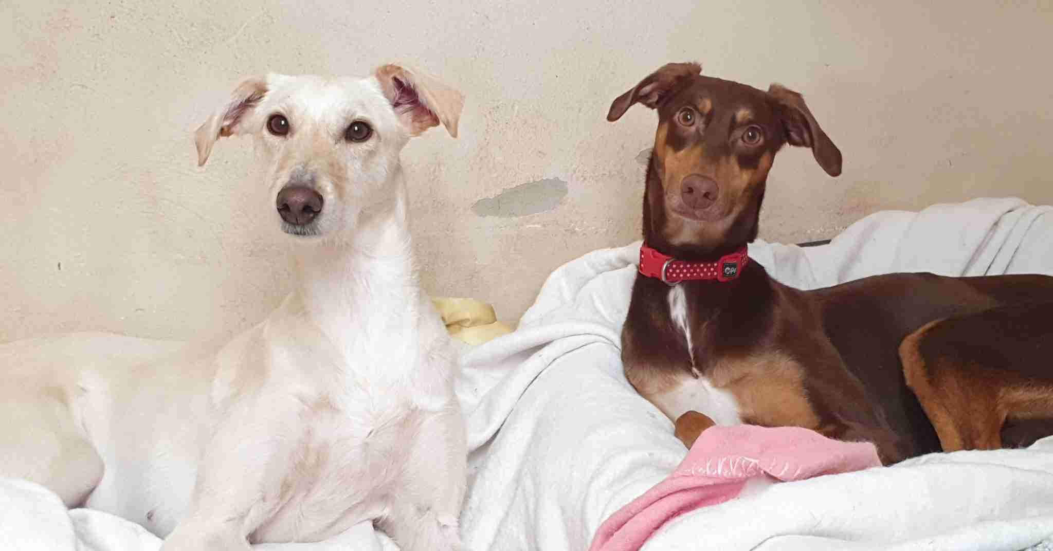  Female Dogs For Adoption Dogs For Adoption