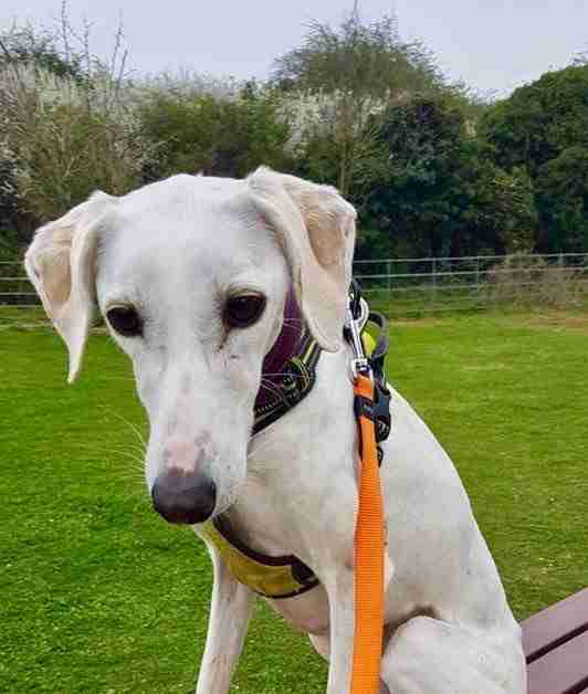 Honey 45 year old female Whippet Cross available for adoption