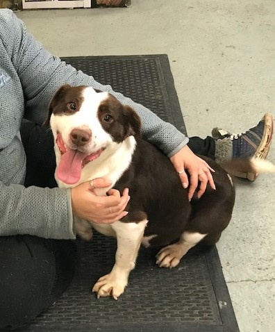 Maddie 2 Year Old Female English Springer Spaniel Cross Staffordshire Bull Terrier Available For Adoption