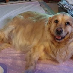 Golden Retriever Dogs For Adoption