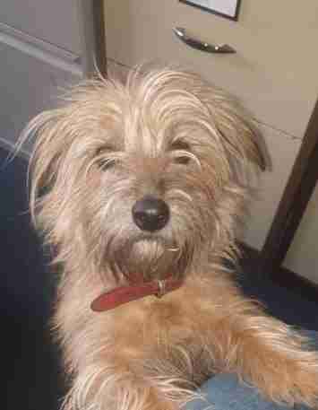 Minnie 5 Year Old Female Norfolk Terrier Cross Available For Adoption Minnie 5 Year Old Female Norfolk Terrier Cross Available For Adoption