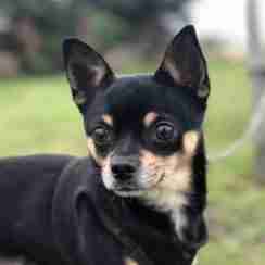 Chihuahua Dogs For Adoption Dogsblog Com