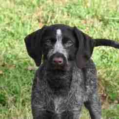 German Wire Haired Pointer Dogs For Adoption Dogsblog Com