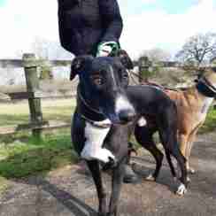 Greyhound Dogs For Adoption Dogsblog Com