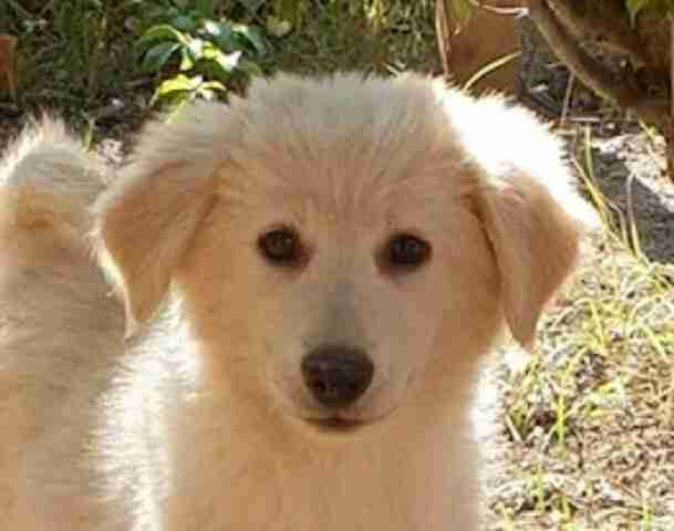 lea valley dog rescue