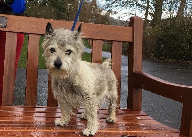 Spike - 14 year old male Cairn Terrier available for adoption