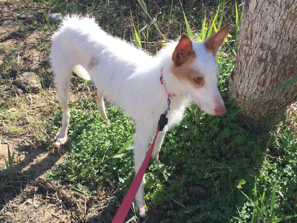 Quinty 2 year old female Hound (Podenco) available for adoption