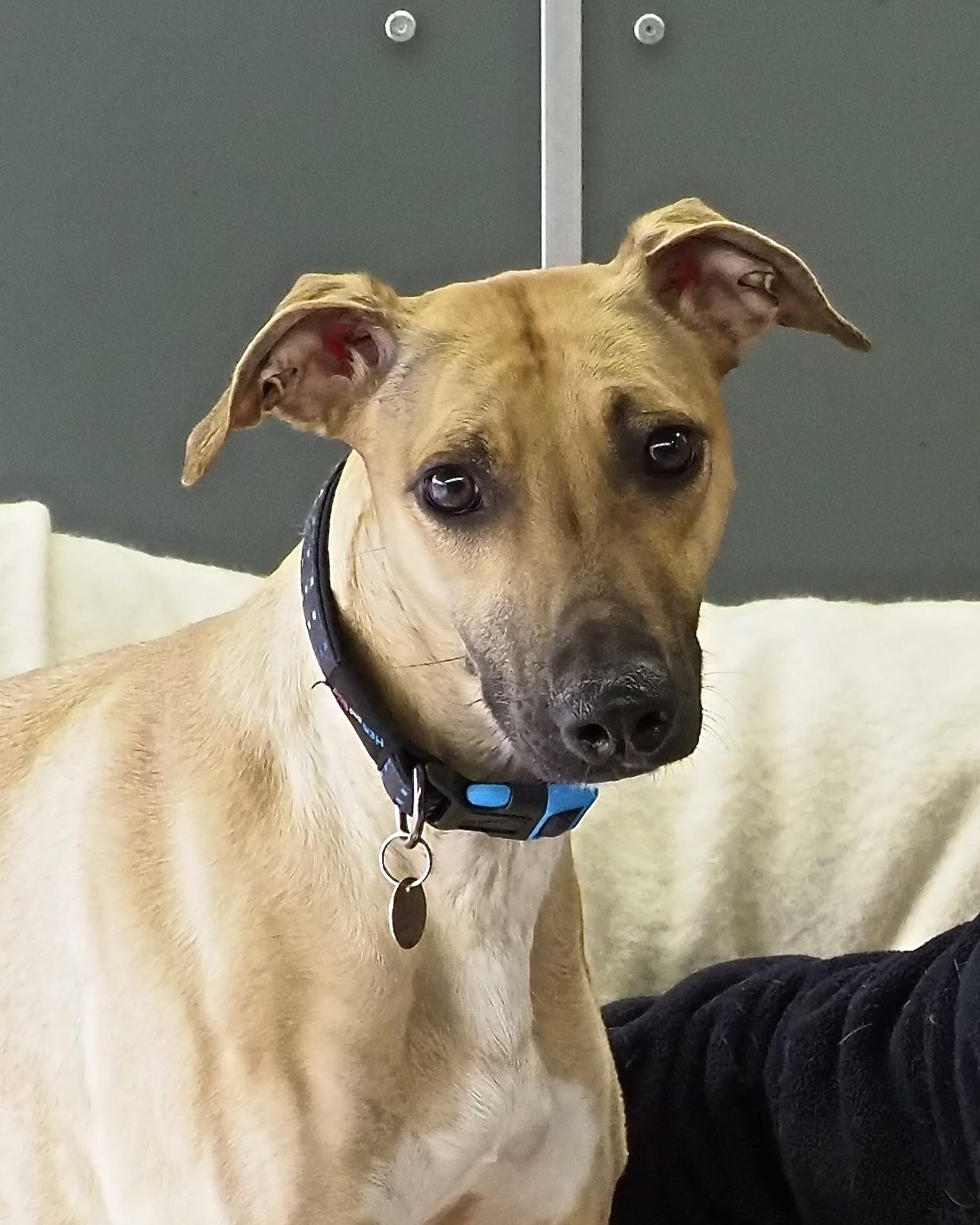 Lucy - 4-6 year old female Lurcher available for adoption