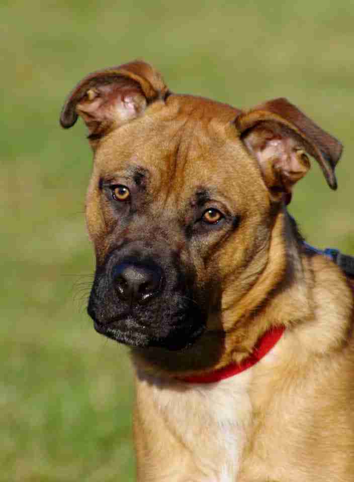 boxer with german shepherd