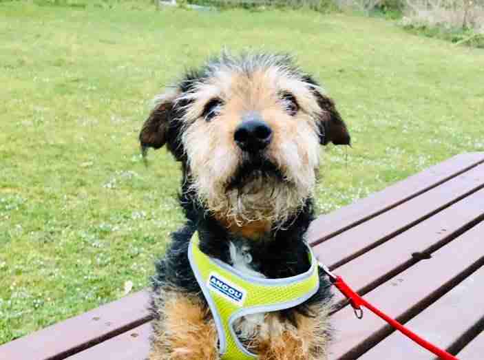 All Animals Rescue and Rehome Essex Dogs for Adoption Page 8 of 68 All Animals Rescue and Rehome Essex Dogs for Adoption Page 8 of 68