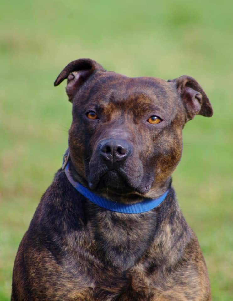 Reggie 35 year old male Staffordshire Bull Terrier