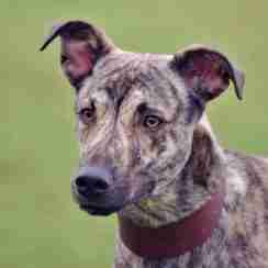lurcher rescue north west