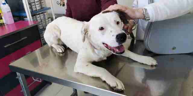 Dogwatchuk West Midlands Dogs for Adoption dogsblog