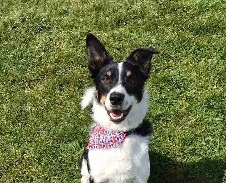 Hereford And Worcester Animal Rescue Dogs For Adoption Dogsblog Com