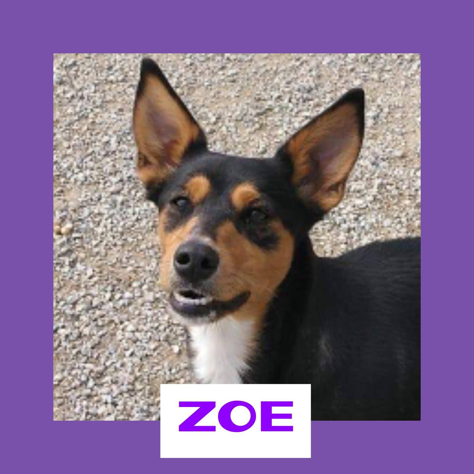 Zoe - 1 year old female Ibizan Hound Cross available for ...