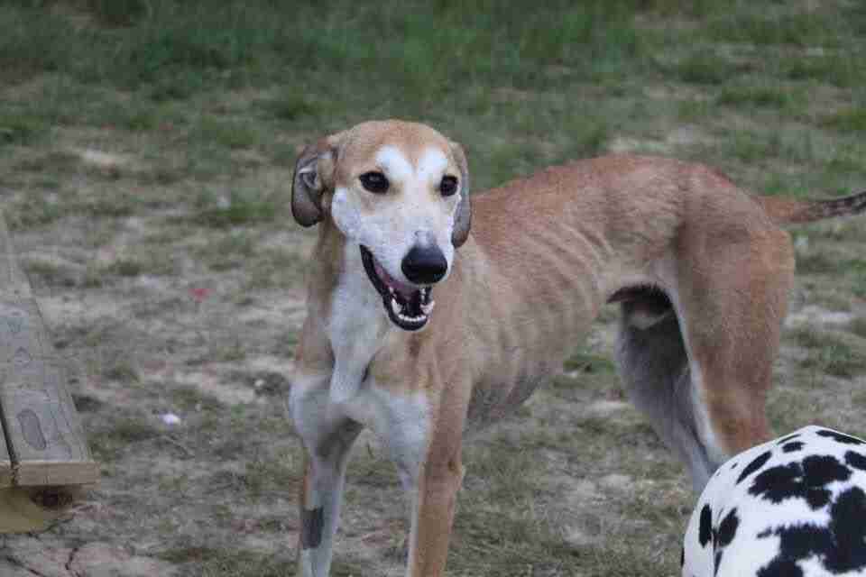 Hovis 3 year old male Saluki cross Lurcher available for adoption