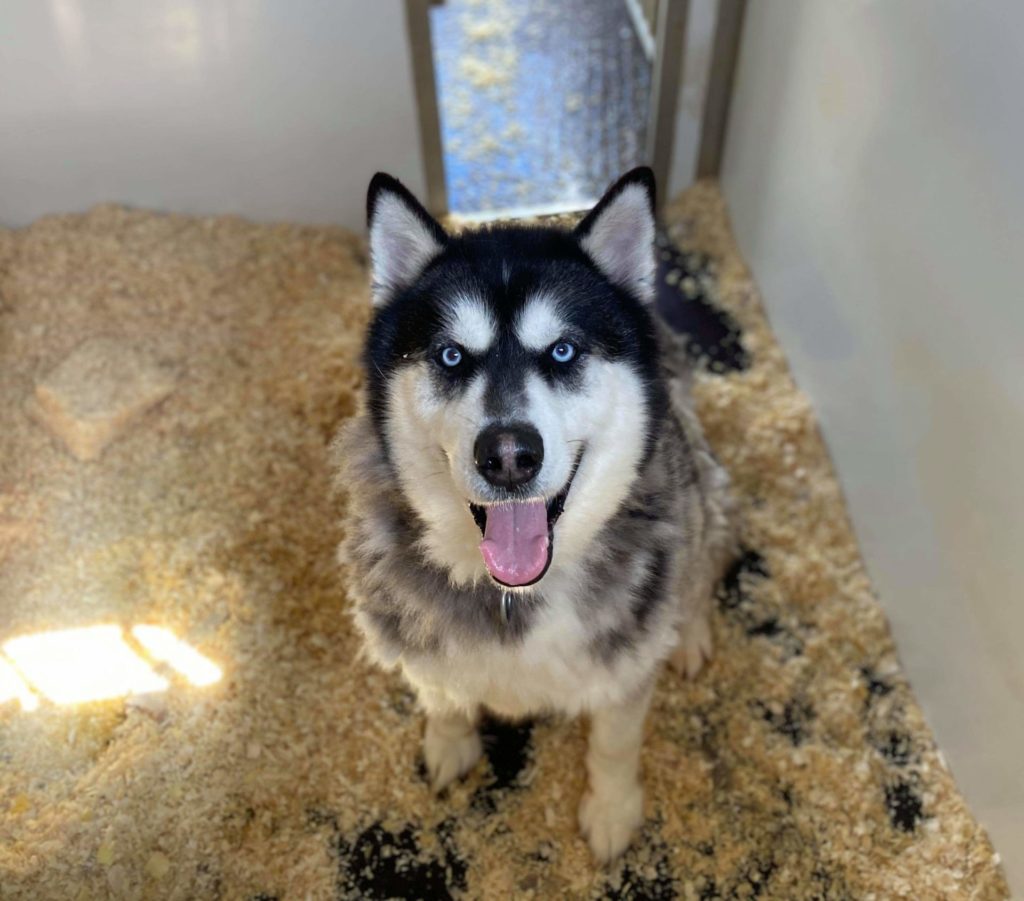 Alaskan Malamute Cross Dogs For Adoption