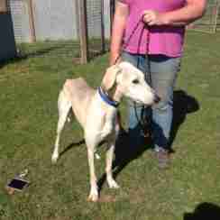 lurcher rescue north west