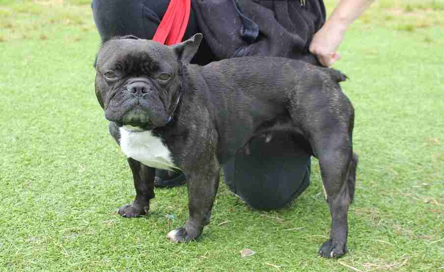 Bella 7 year old female French Bulldog available for