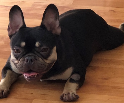 Edna - 2-3 year old female French Bulldog available for ...