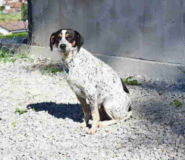 Millie 2 year old female Ratonero Bodeguero Andaluz (Spanish Jack Russell) Cross available for