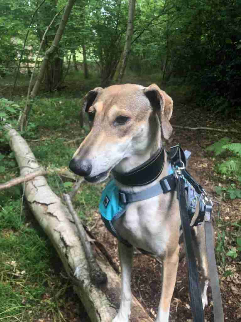 Whippet Cross Dogs For Adoption
