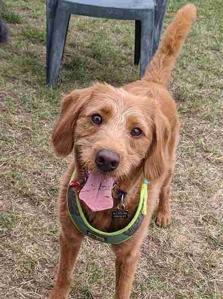 Daisy - 2-3 year old female Labradoodle available for adoption